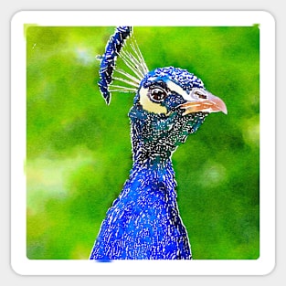 Blue Peacock Sticker